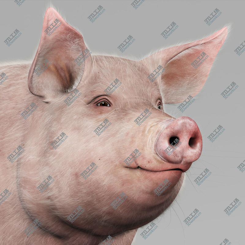 images/goods_img/2021040234/Pig Adult Female (with Fur)/2.jpg